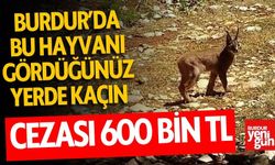 Burdur'da bu hayvanı gördüğünüz yerde kaçın: Cezası 600 bin TL