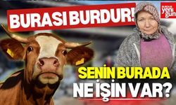 Burdur'da Film Gibi Olay: 450 Kiloluk Tosun Evin İçine Dalınca...