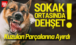 Sokak Köpekleri Dehşet Saçtı Kuzuları Parçalarına Ayırdı