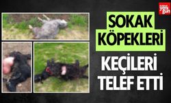 Sokak Köpekleri Keçileri Telef Etti