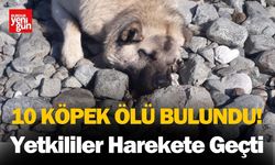 Komşuda 10 Köpek Ölü Bulundu! Yetkililer Harekete Geçti