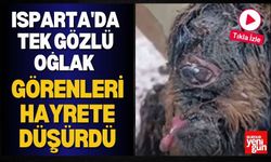 Isparta'da Tek Gözlü Oğlak Görenleri Hayrete Düşürdü