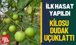 İlk Hasat, Rekor Fiyat! Kilosu Dudak Uçuklattı