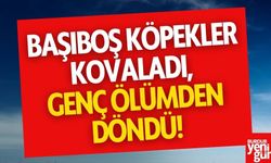 Başıboş Köpekler Kovaladı, Genç Ölümden Döndü!