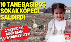 Sokak Köpekleri 2 Yaşındaki Çocuğun Canını Aldı