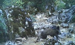 Yaban domuzunun çamur banyosu keyfi kamerada