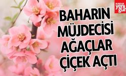 Bahar Müjdecisi Ağaçlar Çiçek Açtı