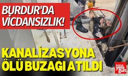 Burdur'da Vicdansızlık! Kanalizasyona Ölü Buzağı Atıldı