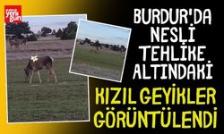 Burdur'da Nesli Tehlike Altındaki Kızıl Geyikler Görüntülendi