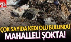 Çok Sayıda Kedi Ölü Bulundu, Mahalle Şokta