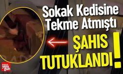 Sokak Kedisine Tekme Atan Şahıs Tutuklandı