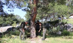 Alanya Belediyesi'nden biyolojik mücadele