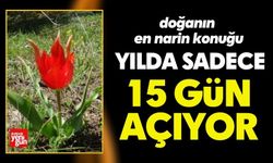Sadece 15 Gün Yaşıyor! Göz Kamaştırdı