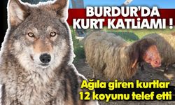 Burdur'da Kurtlar Ağıla Saldırdı