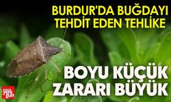 Burdur'da Buğdayı Tehdit Eden Tehlike