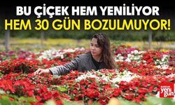 Bu Çiçek Hem Yeniliyor Hem 30 Gün Bozulmuyor