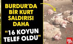 Burdur'da Kurt Ağıla Daldı, 16 Koyun Telef Oldu!