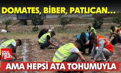 Domates, Biber, Patlıcan… Ama Hepsi Ata Tohumuyla
