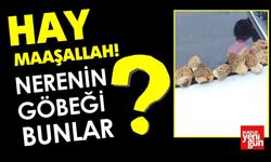 Nerenin Kuzu Göbeği Bunlar?