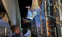 İstanbul'a kurbanlık hayvan girişleri başladı
