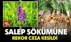 Salep Sökümüne Rekor Ceza Kesildi