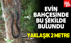 Ağlara dolanan yılanı itfaiye kurtardı
