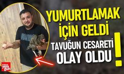 Yumurtlamak için bakın nereye geldi