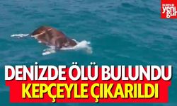 Denizde Ölü İnek Bulundu