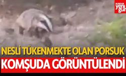 Nesli tükenmekte olan porsuk, komşuda görüntülendi
