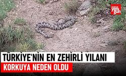 Türkiye'nin En Zehirli Yılanı Korkuya Neden Oldu