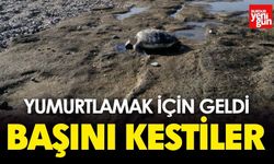 Yumurtlamak İçin Geldi, Başını Kestiler
