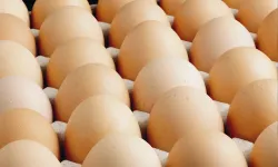 A sınıfı yumurtalarda 'tüketim tarihi' zorunluluğu... Türk Gıda Kodeksi Yumurta Tebliği'nde değişiklik
