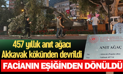 457 yıllık anıt ağacı Akkavak kökünden devrildi, facianın eşiğinden dönüldü