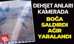 Boğa Saldırdı Ağır Yaralandı