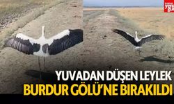 Yuvadan Düşen Leylek, Tedavisinin Ardından Burdur Gölü'ne Bırakıldı