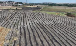 Anız yakmak, toprağı ve üzerindekileri öldürüyor
