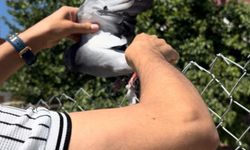 Tellere Takılan Güvercinler Özgürlüğüne Kavuştu