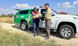 Yaralı Leylek Uşak’ta Koruma Altına Alındı