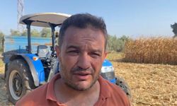Osmaniye'de Mısır Verimi Kuraklık Nedeniyle Düştü