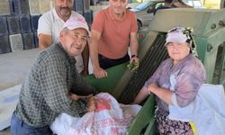 Dinar'da Turşuluk Salatalık Hasadı Başladı
