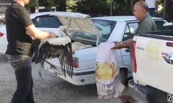Denizli'de Balıkçılar Balçığa Saplanan Leyleği Kurtardı