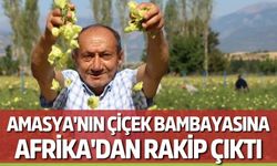 Amasya'nın Çiçek Bambayasına Afrika'dan Rakip Çıktı