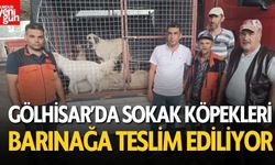 Gölhisar’da 361 Sokak Köpeği Barınağa Teslim Edildi!
