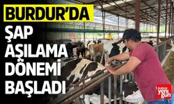 Burdur'da Şap Aşılama Dönemi Başladı