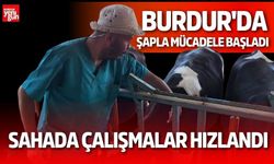 Burdur'da Şapla Mücadele Başladı Sahada Çalışmalar Hızlandı