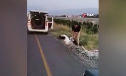 Osmaniye'de Yaralı Leylek Kurtarıldı