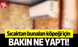 Sıcaktan bunalan köpeği için bakın ne yaptı