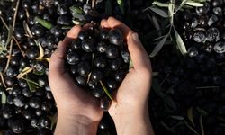 Antalya'da kaliteli zeytin üretiminin yaygınlaştırılması hedefleniyor