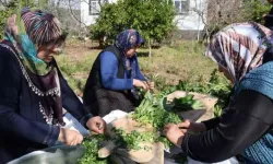 Ramazan ayının gözde yemeği: Doğada zehirli ot olarak bilinse de sofrada şifaya dönüşüyor!