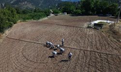 Antalya'da Çandır fasulyesi tohumları toprakla buluştu